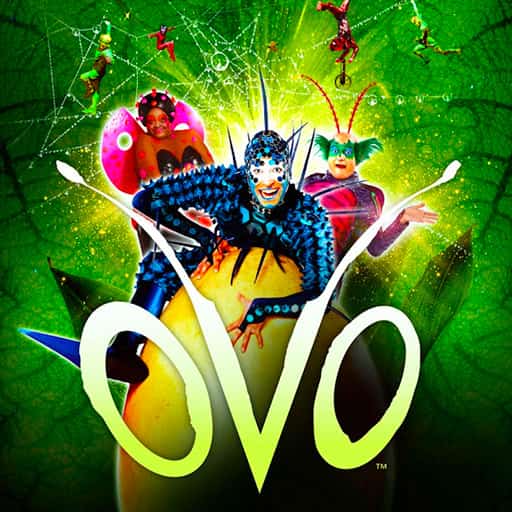 Cirque du Soleil - Ovo Austin Tickets